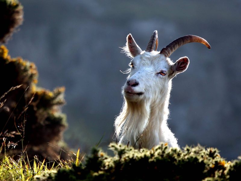 WILD GOAT.2